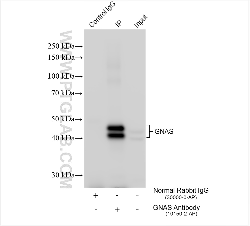 Immunoprecipitation (IP) experiment of mouse liver tissue using GNAS Polyclonal antibody (10150-2-AP)