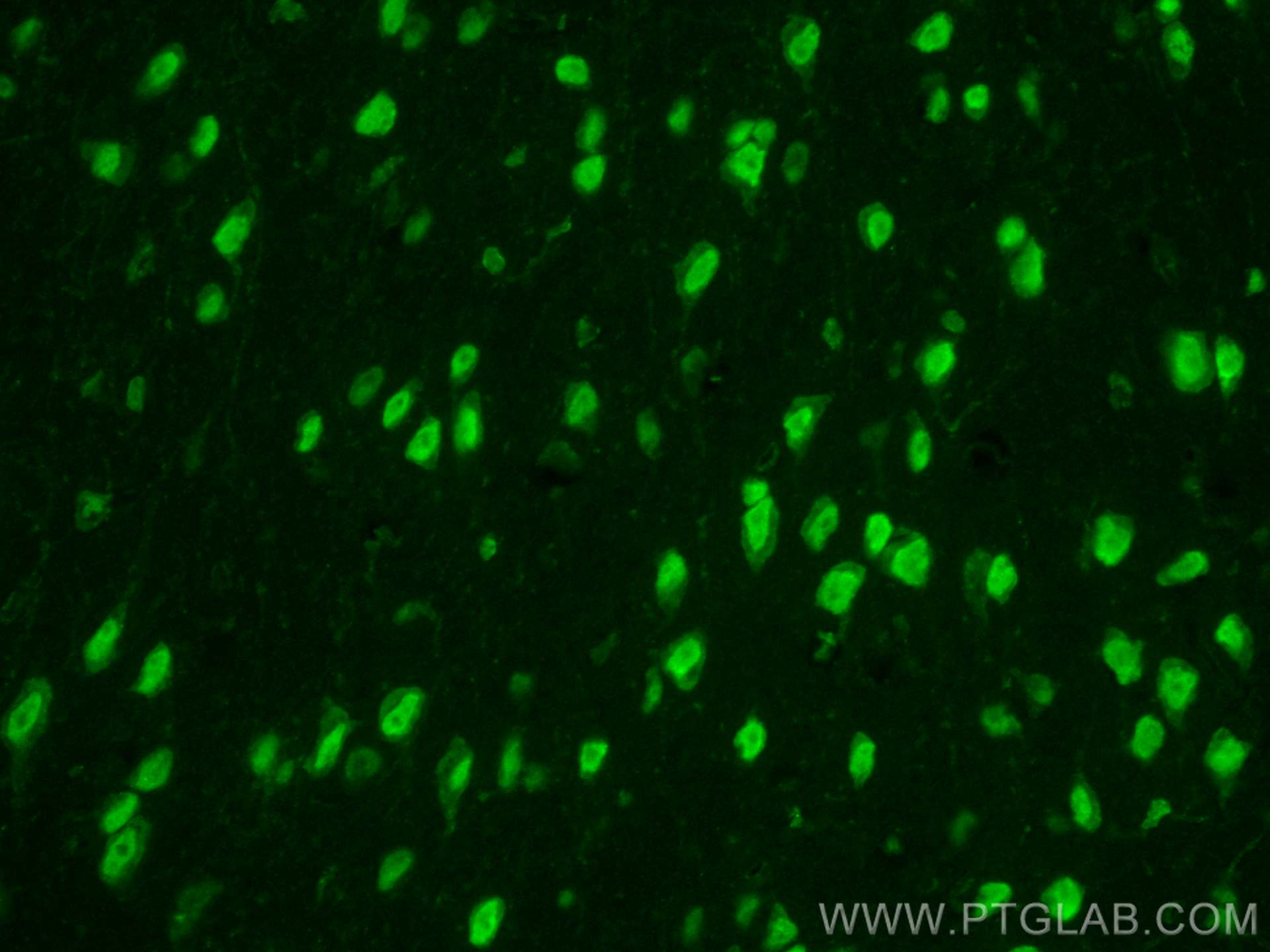 Immunofluorescence (IF) / fluorescent staining of mouse brain tissue using CoraLite® Plus 488-conjugated NET1 Polyclonal anti (CL488-28180)