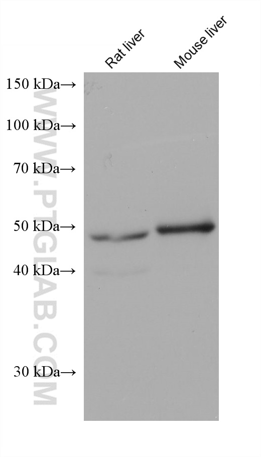 Western Blot (WB) analysis of various lysates using NEU1 Monoclonal antibody (67032-1-Ig)