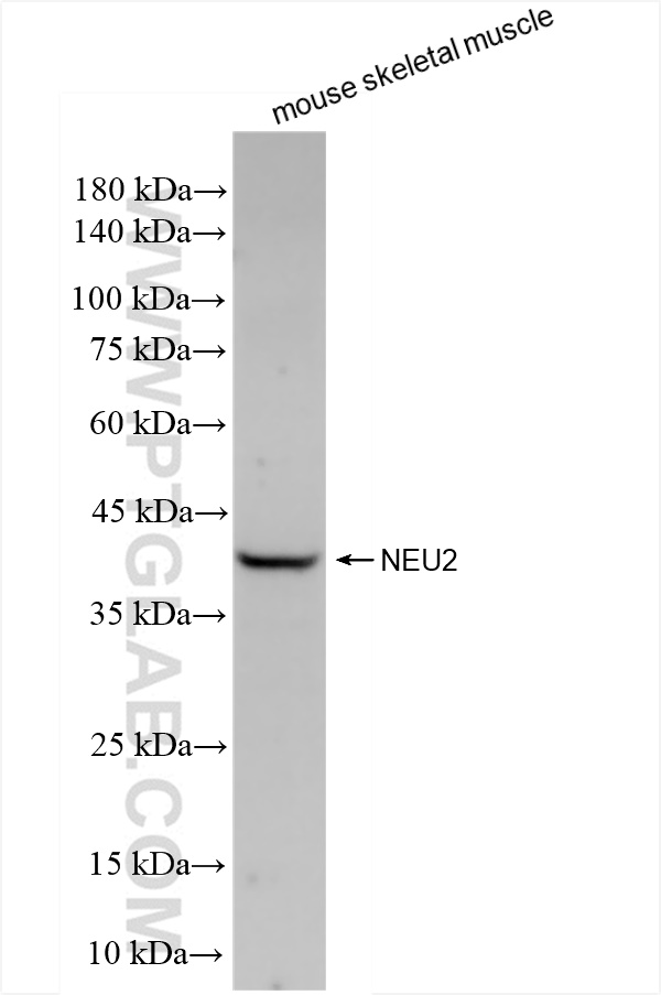 Western Blot (WB) analysis of mouse skeletal muscle tissue using NEU2 Recombinant antibody (83934-1-RR)