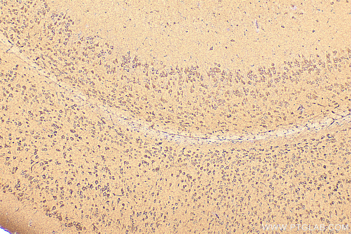 Immunohistochemistry (IHC) staining of mouse brain tissue using NEURL Polyclonal antibody (18898-1-AP)