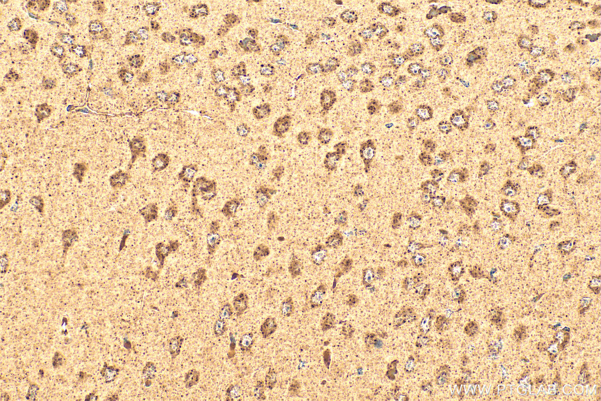 Immunohistochemistry (IHC) staining of mouse brain tissue using NEURL Polyclonal antibody (18898-1-AP)