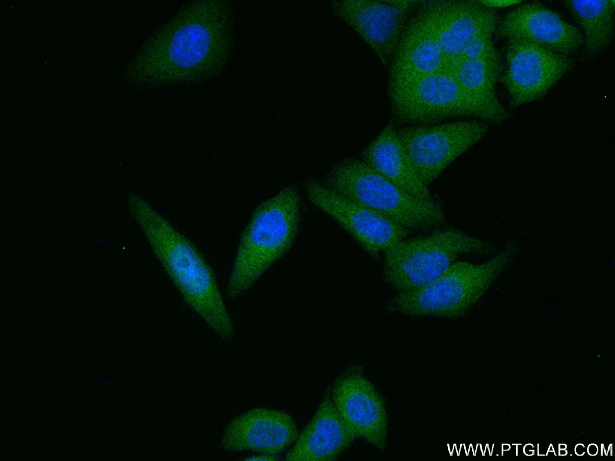 Immunofluorescence (IF) / fluorescent staining of HepG2 cells using NF-κB p65 Recombinant antibody (80979-1-RR)