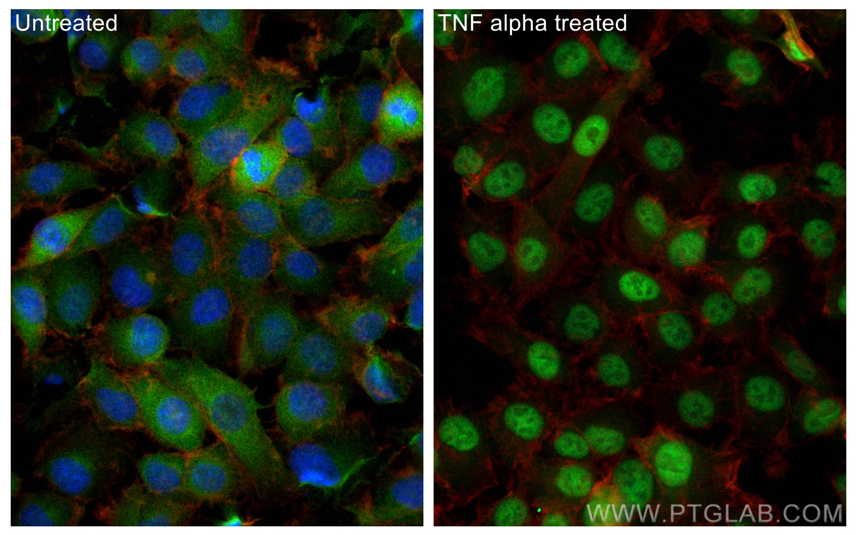 Immunofluorescence (IF) / fluorescent staining of HT-1080 cells using NF-κB p65 Recombinant antibody (80979-1-RR)