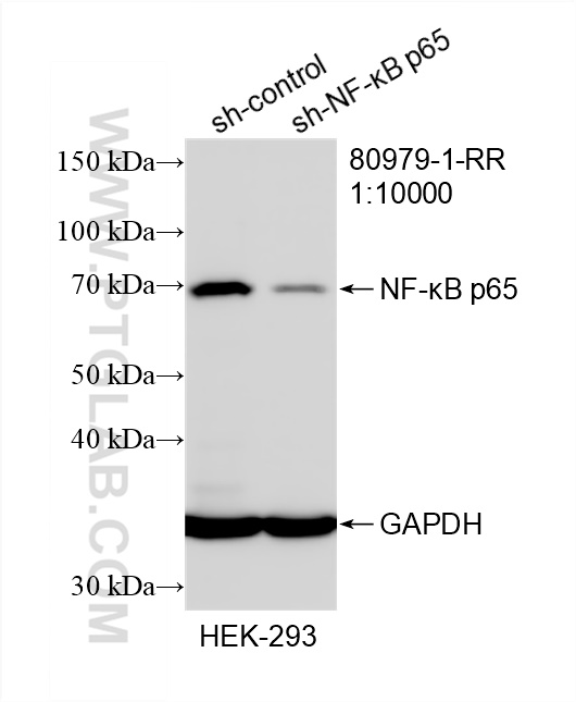 Western Blot (WB) analysis of HEK-293 cells using NF-κB p65 Recombinant antibody (80979-1-RR)