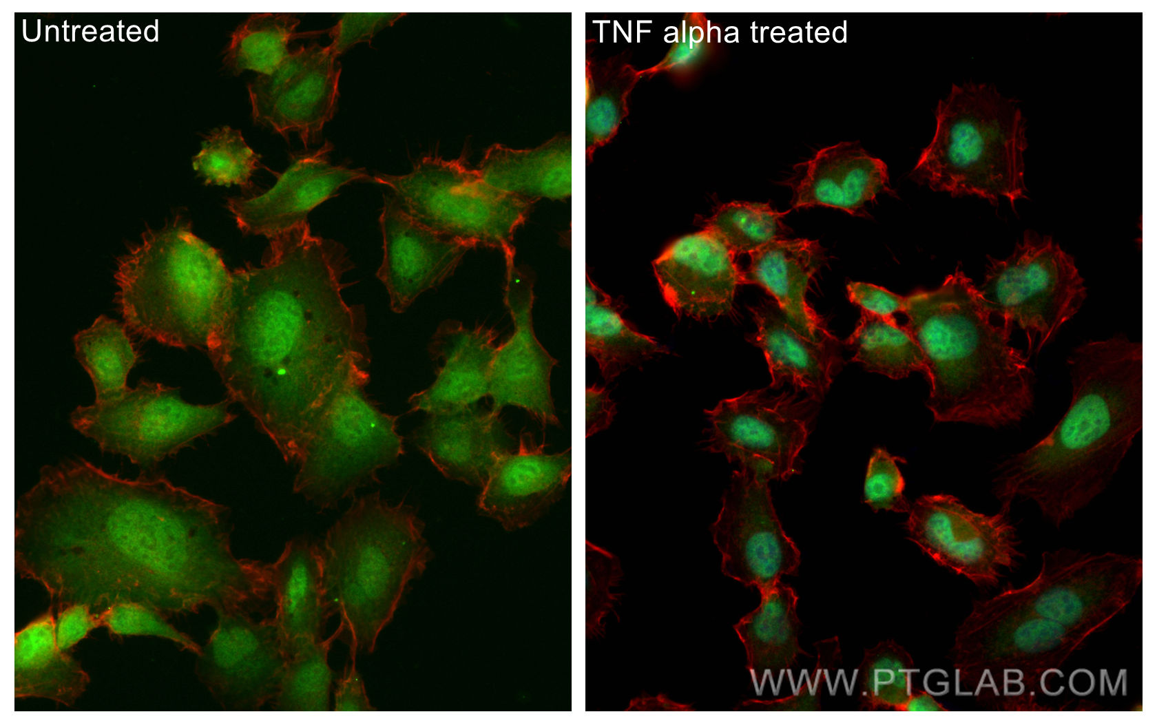 Immunofluorescence (IF) / fluorescent staining of HT-1080 cells using CoraLite® Plus 488-conjugated NF-κB p65 Recombinan (CL488-80979)