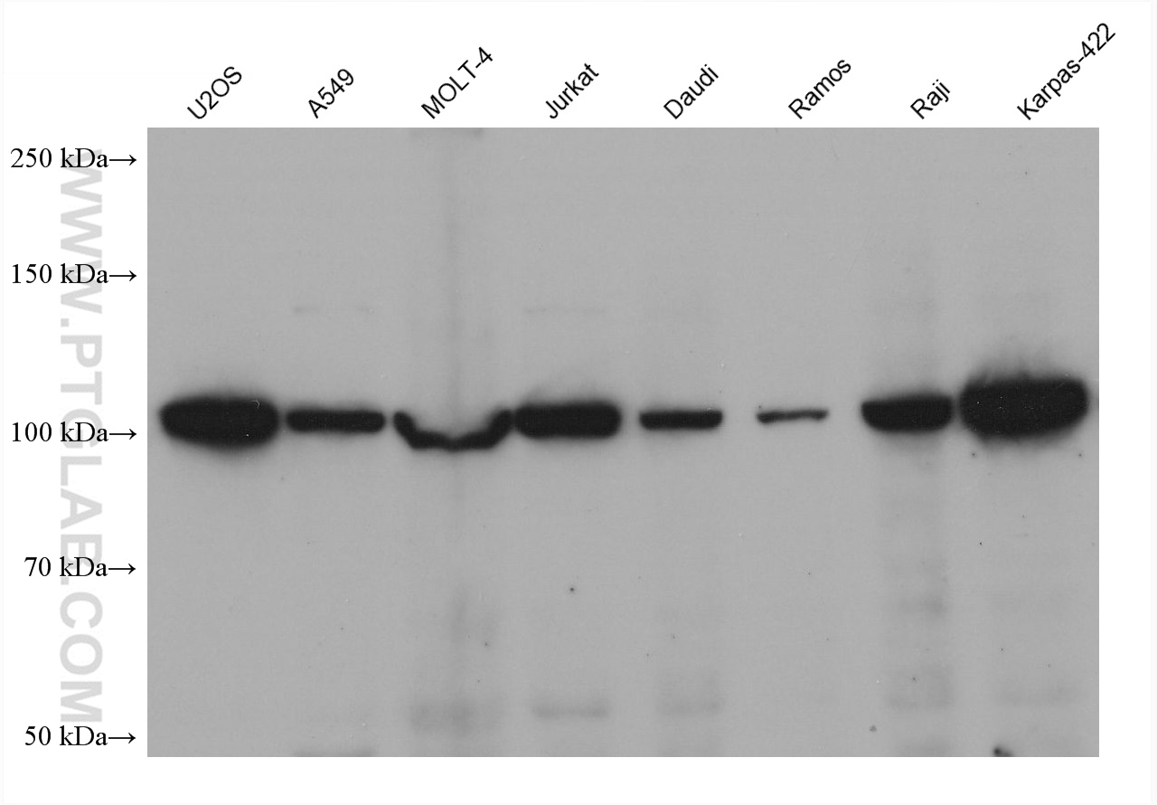 Western Blot (WB) analysis of various lysates using NFATC1 Monoclonal antibody (66963-1-Ig)