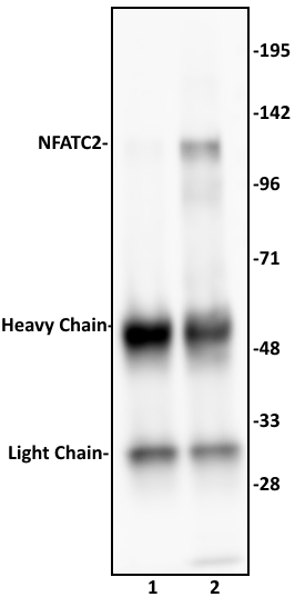 NFATC2 antibody (pAb) tested by Immunoprecipitation. 10 ul of NFATC2 antibody was used to immunoprecipitate NFATC2 from 500 ug of Raji nuclear cell extract (lane 2). 10 ul of rabbit IgG was used as a negative control (lane 1). The immunoprecipitated protein was detected by Western blotting using the NFATC2 antibody at a dilution of 1:500.