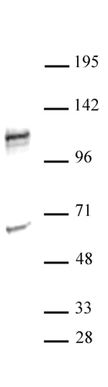 NFATC2 antibody (pAb) tested by Western blot. Detection of NFATC2 by Western blot analysis. NFATC2 was detected using a 1:500 dilution of NFATC2 (pAb) with 30 ug of Ramos nuclear extract.