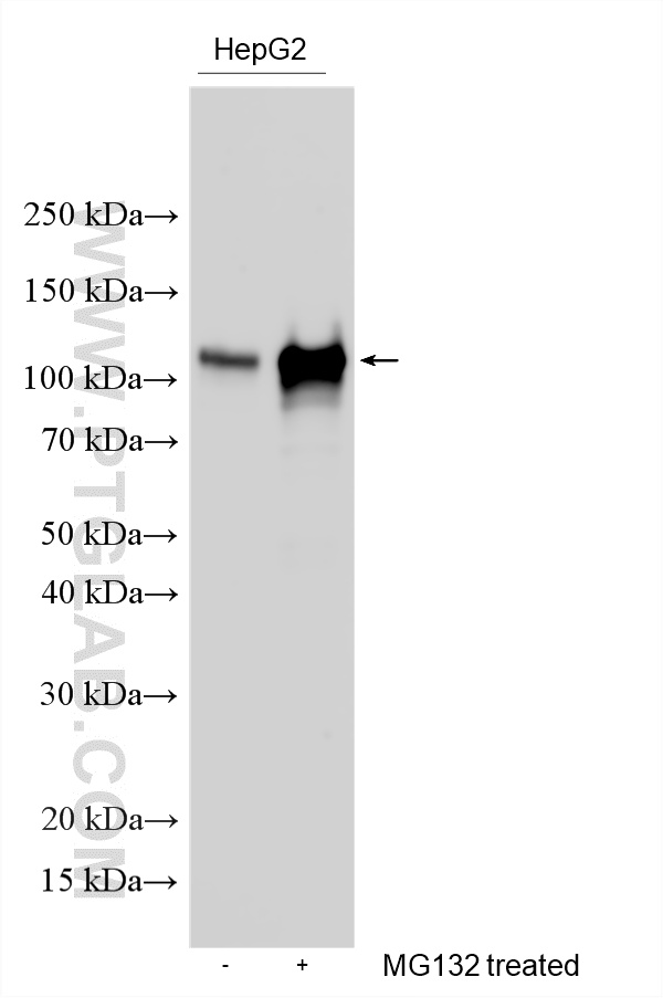 Western Blot (WB) analysis of various lysates using NRF2, NFE2L2 Polyclonal antibody (16396-1-AP)
