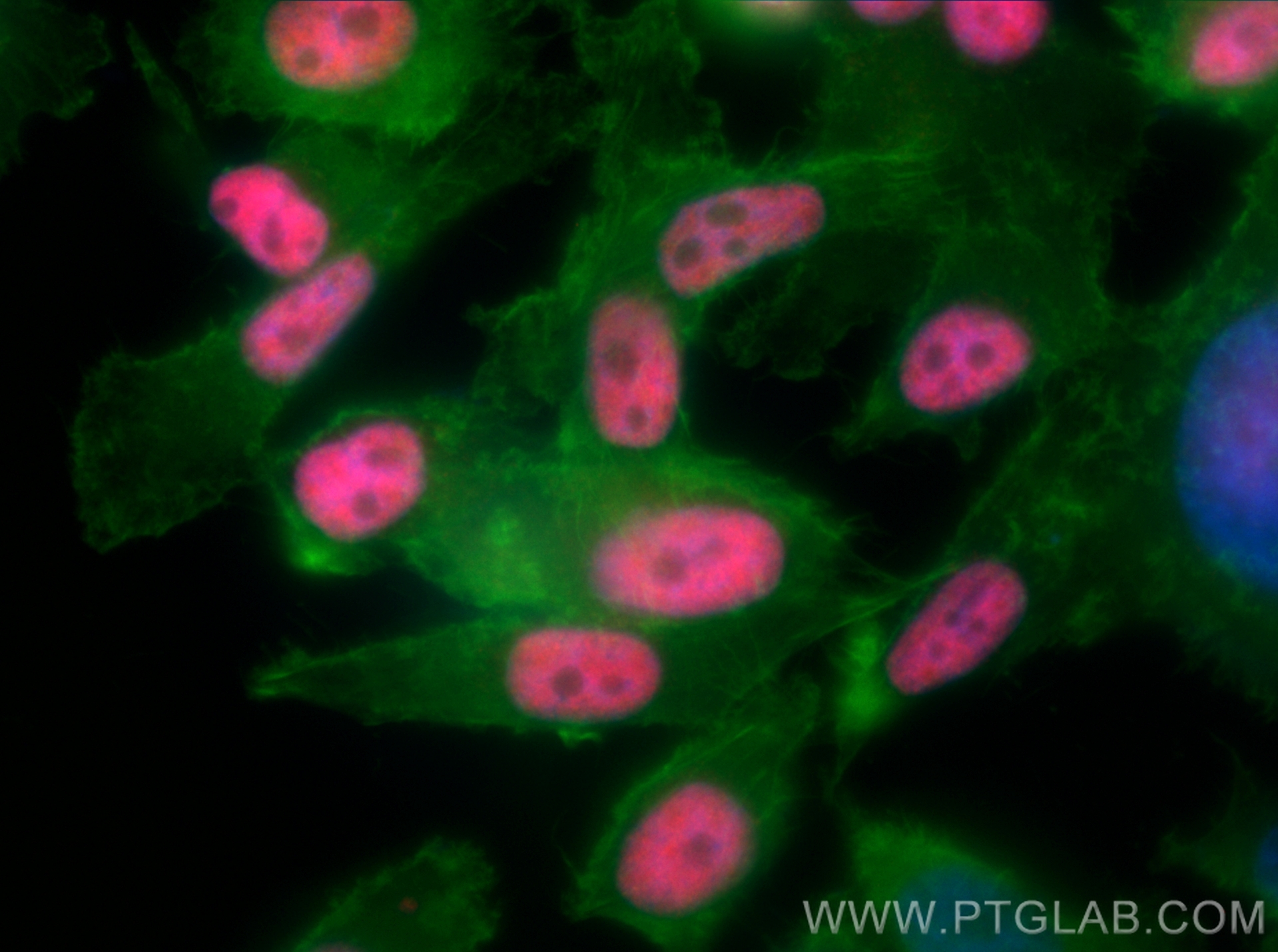 Immunofluorescence (IF) / fluorescent staining of PC-3 cells using NFIC Polyclonal antibody (16399-1-AP)