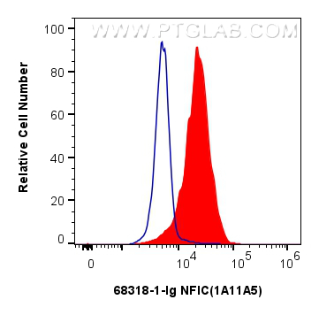 Flow cytometry (FC) experiment of HeLa cells using NFIC Monoclonal antibody (68318-1-Ig)