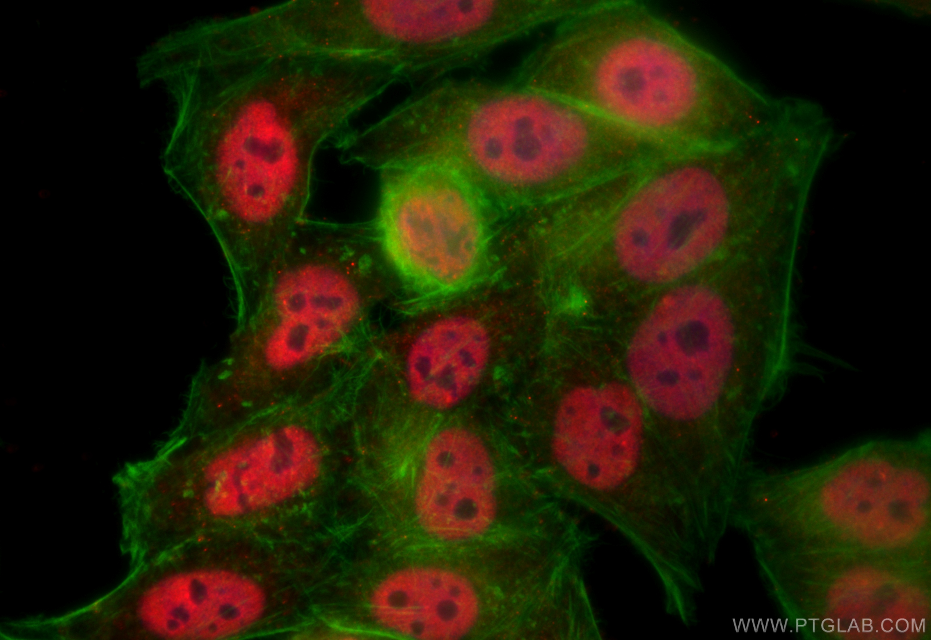 Immunofluorescence (IF) / fluorescent staining of HepG2 cells using NFIL3 Polyclonal antibody (11773-1-AP)