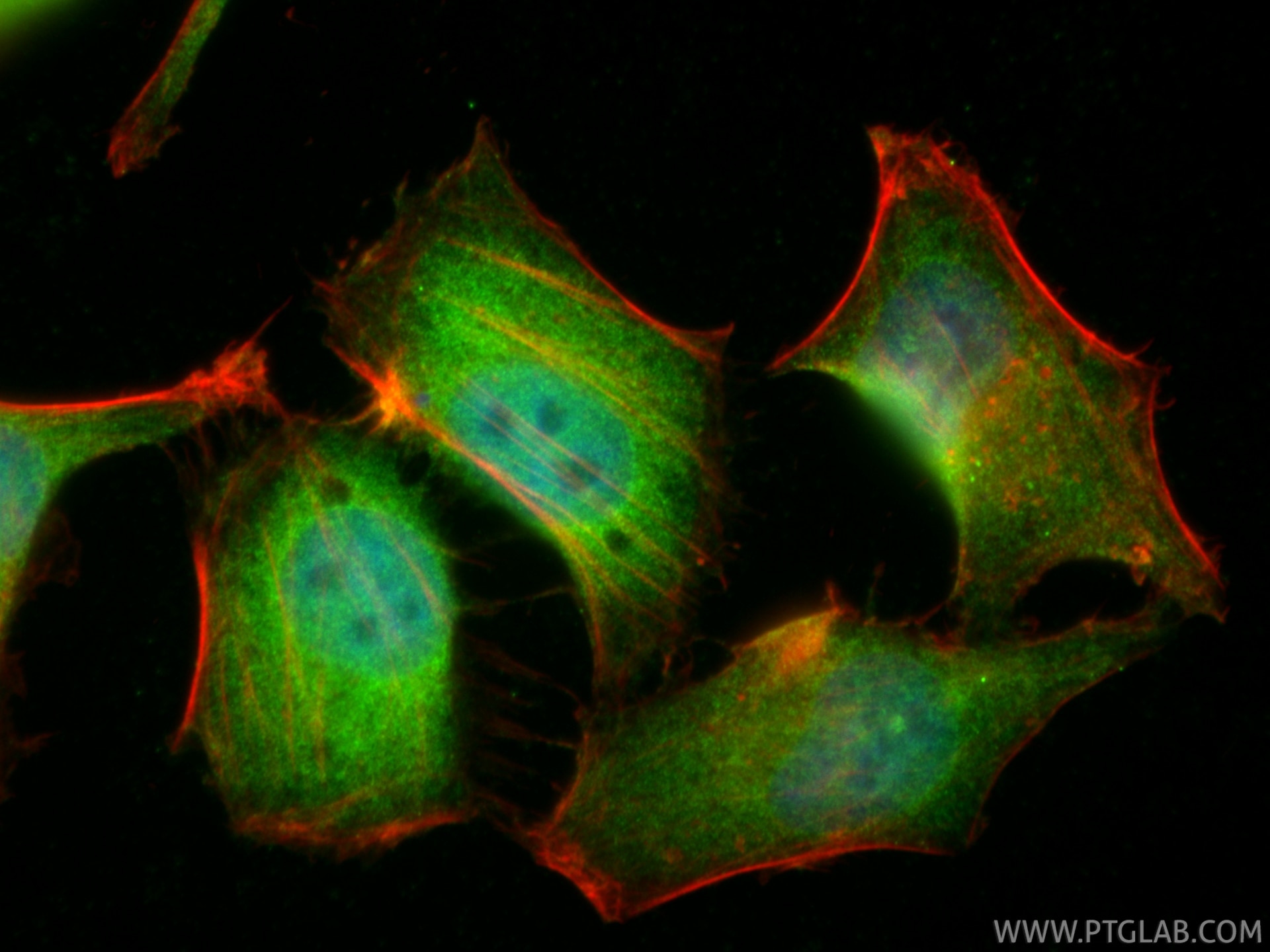 Immunofluorescence (IF) / fluorescent staining of HepG2 cells using NFKB1 p105/p50 Polyclonal antibody (14220-1-AP)