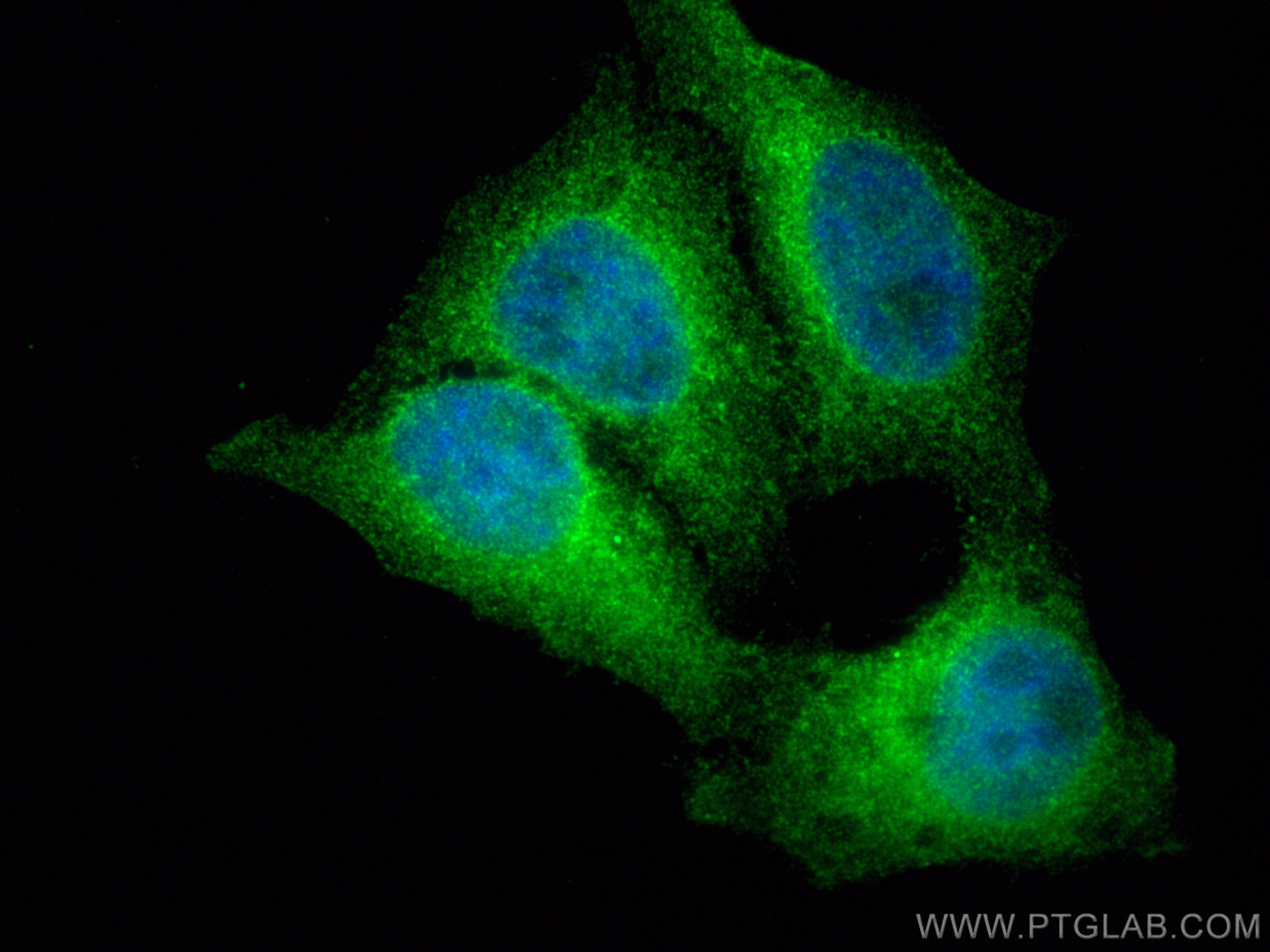 Immunofluorescence (IF) / fluorescent staining of HepG2 cells using CoraLite® Plus 488-conjugated NFKB1,p105,p50 Polyc (CL488-14220)