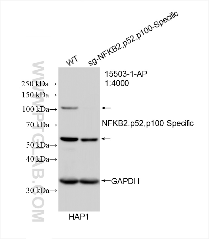 Western Blot (WB) analysis of HAP1 cells using NFKB2,p52,p100-Specific Polyclonal antibody (15503-1-AP)