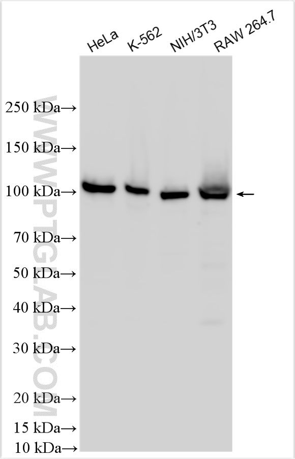 Western Blot (WB) analysis of various lysates using NFKB2,p100 Polyclonal antibody (10409-2-AP)