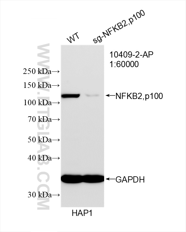 Western Blot (WB) analysis of HAP1 cells using NFKB2,p100 Polyclonal antibody (10409-2-AP)