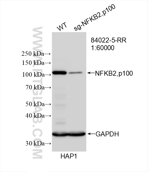 Western Blot (WB) analysis of HAP1 cells using NFKB2,p100 Recombinant antibody (84022-5-RR)
