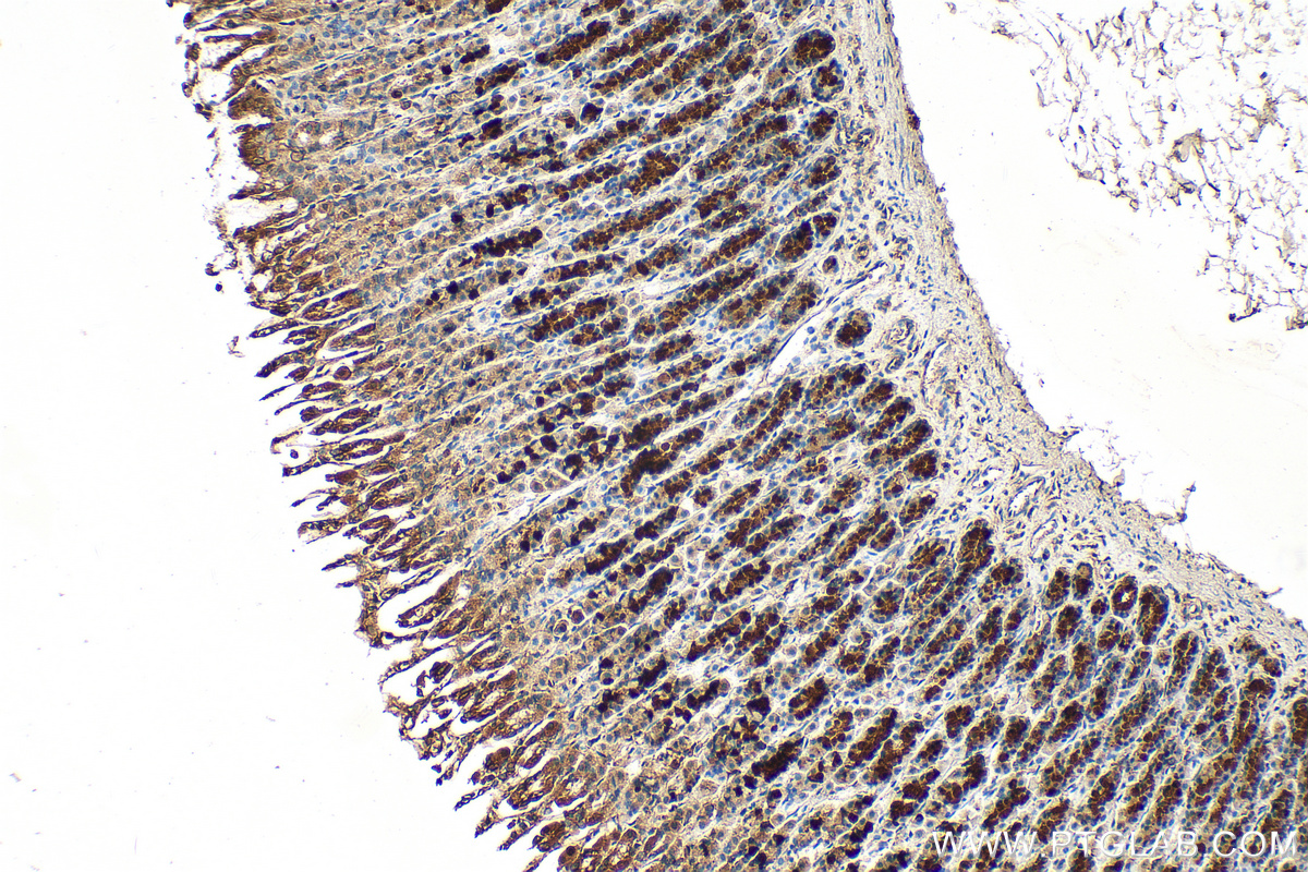 Immunohistochemistry (IHC) staining of rat stomach tissue using IkB Alpha Polyclonal antibody (10268-1-AP)