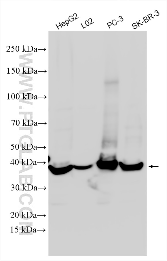 Western Blot (WB) analysis of various lysates using IkB Alpha Polyclonal antibody (51066-1-AP)