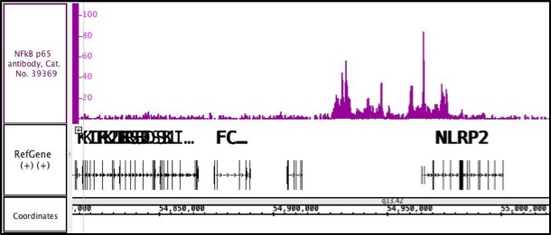 NFkB p65 antibody tested by ChIP-Seq. Chromatin immunoprecipitation (ChIP) was performed using the ChIP-IT High Sensitivity Kit (Cat. No. 53040) with 25 ug of chromatin from a human brain tumor and 10 ul of NFkB p65 antibody. ChIP DNA was sequenced on the Illumina NextSeq and 9.5 million sequence tags were mapped to identify NFkB p65 binding sites on chromosome 19.