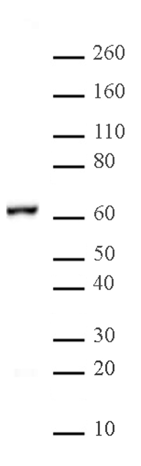 NFkB p65 (pAb) tested by Western blot. NFkB p65 detection by Western blot. The analysis was performed using 20 ug HeLa cytoplasmic extract and NFkB p65 pAb at a 1:2,500 dilution.