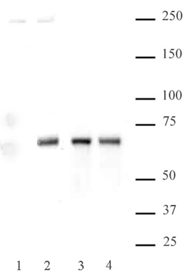 NFkB p65 phospho Ser536 pAb tested by Western blot. HeLa cell extract (20 ug per lane) probed with either NFkB p65 phospho Ser536 pAb (Lanes 1 and 2, 1:500 dilution) or with NFkB p65 pAb (Catalog No. 39369, Lanes 3 and 4, 1:5,000 dilution). Lanes 1 and 3: extracts derived from untreated cells. Lanes 2 and 4: extracts derived from cells treated with TNF-a and Calyculin.