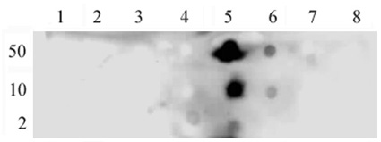 NFkB p65 phospho Ser536 pAb tested by dot blot analysis. Dot blot analysis was used to confirm the specificity of of NFkB p65 phospho Ser536 pAb for NFkB p65 phosphorylated at serine 536. Phosphorylated peptides corresponding to the immunogen and related peptides were spotted onto PVDF and probed with NFkB p65 phospho Ser536 pAb at 1:10,000. The amount of peptide (picomoles) spotted is indicated next to each row. Lane 1: phospho Ser276 NFkB p65 peptide. Lane 2: unmodified peptide surrounding Ser276 NFkB p65 peptide. Lane 3: phospho Ser529 NFkB p65 peptide. Lane 4: unmodified peptide surrounding Ser529 NFkB p65. Lane 5: phospho Ser536 NFkB p65 peptide. Lane 6: unmodified peptide surrounding Ser536 NFkB p65. Lane 7: phospho Ser337 NFkB p50 peptide. Lane 8: unmodified peptide surrounding Ser337 NFkB p50.