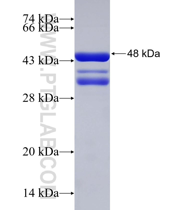 NGEF fusion protein Ag30842 SDS-PAGE