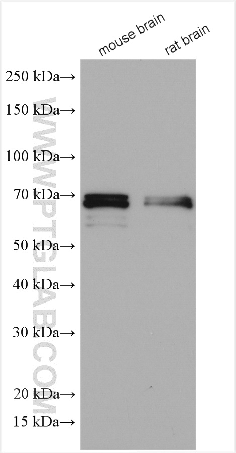 Western Blot (WB) analysis of various lysates using p75NTR Polyclonal antibody (55014-1-AP)