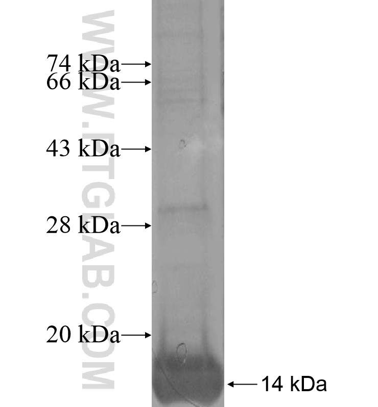 NKAIN4 fusion protein Ag16847 SDS-PAGE