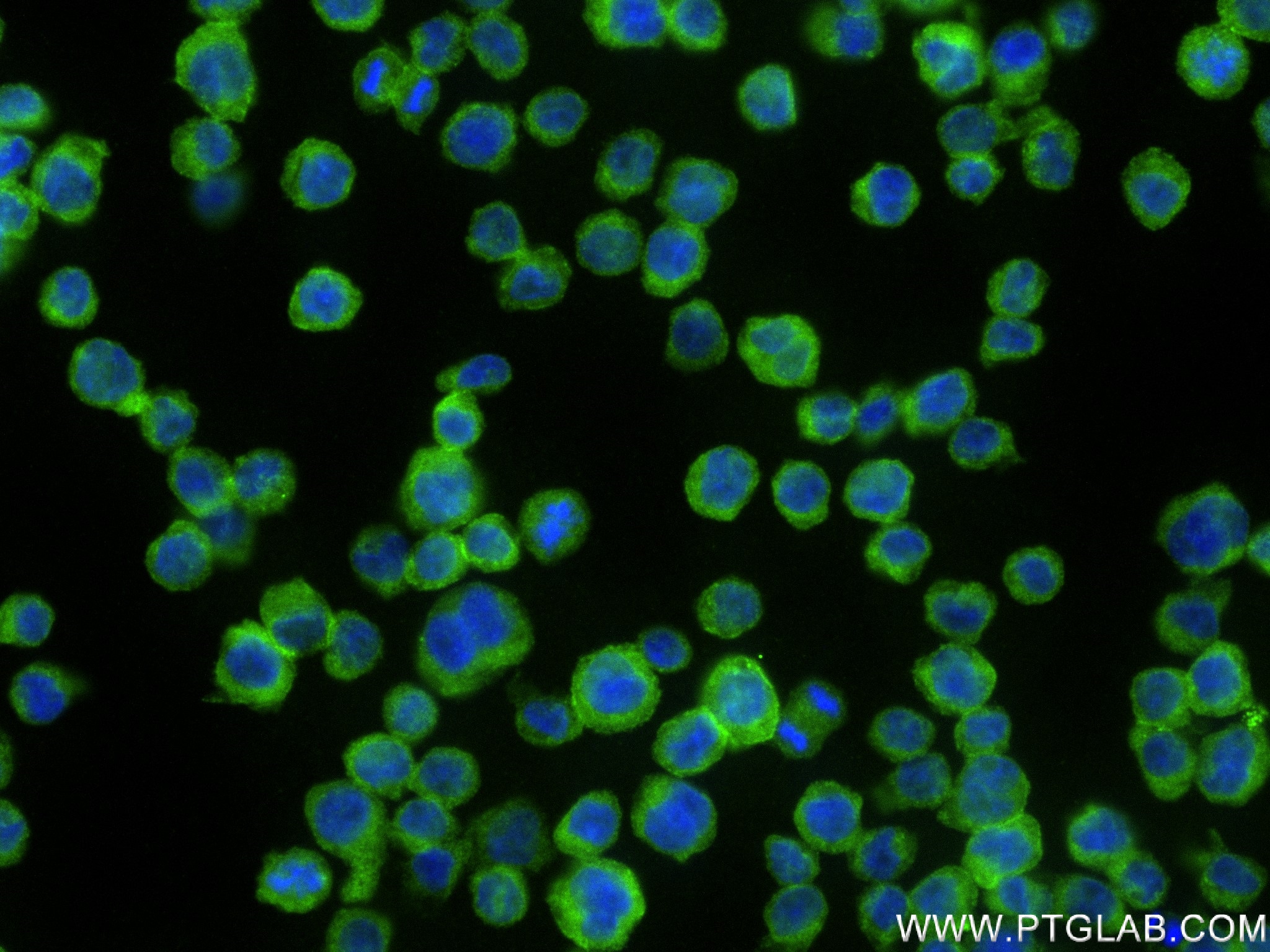 Immunofluorescence (IF) / fluorescent staining of THP-1 cells using NLRC5 Recombinant antibody (83384-2-RR)