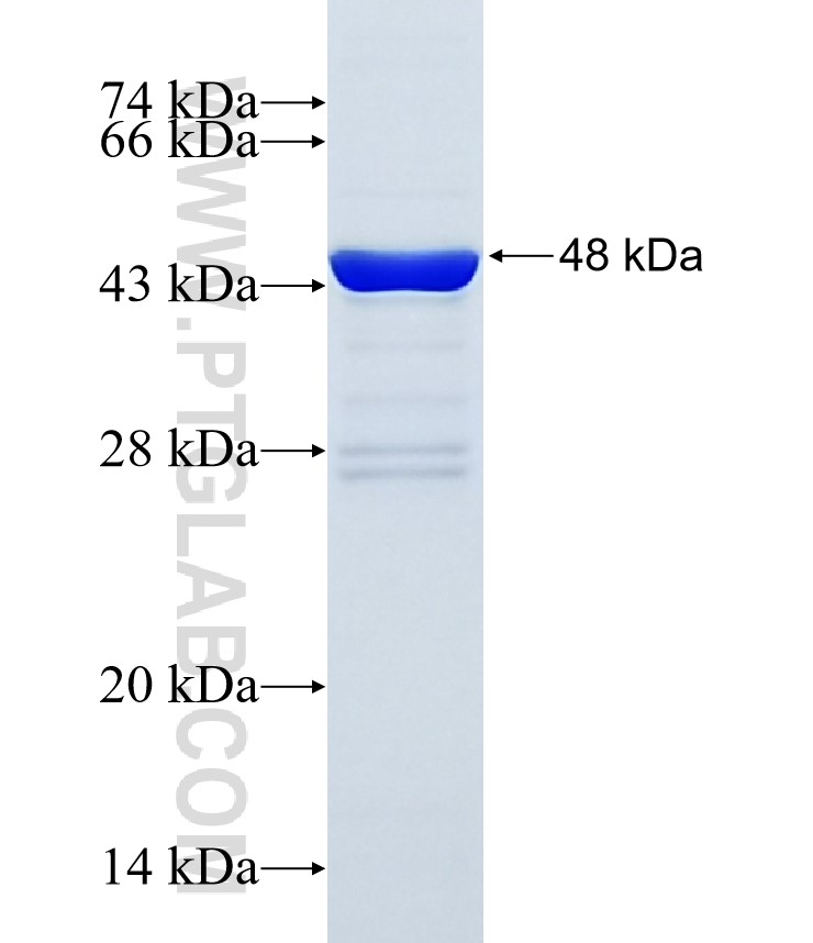 NLRC5 fusion protein Ag34508 SDS-PAGE