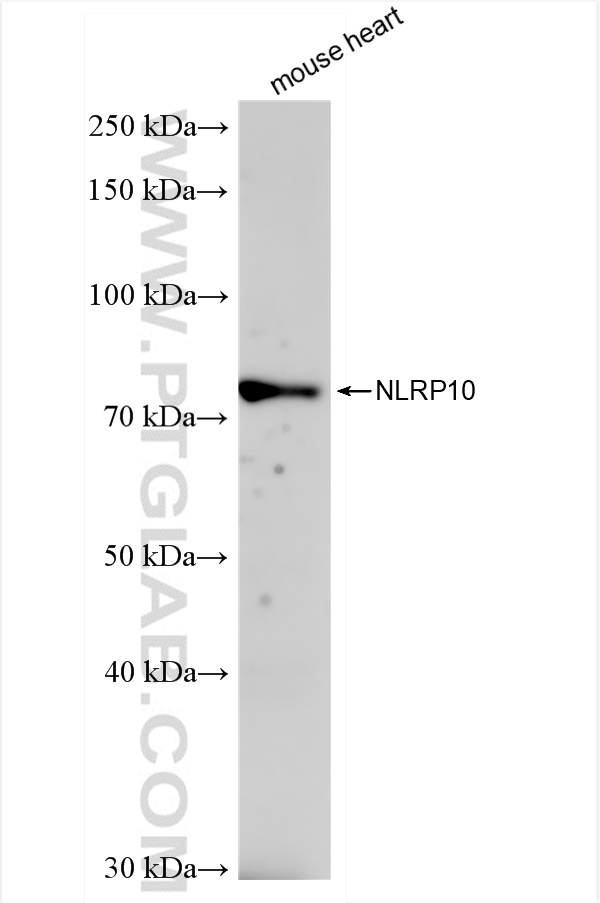 Western Blot (WB) analysis of mouse heart tissue using NLRP10 Recombinant antibody (83131-8-RR)