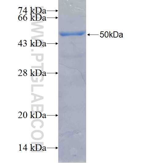 NLRP10 fusion protein Ag26402 SDS-PAGE