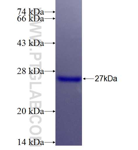 NLRP10 fusion protein Ag26416 SDS-PAGE