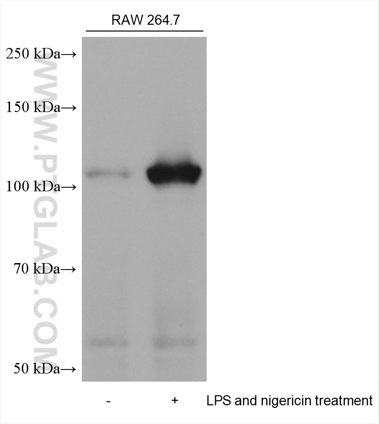 Western Blot (WB) analysis of various lysates using NLRP3 Monoclonal antibody (68102-1-Ig)