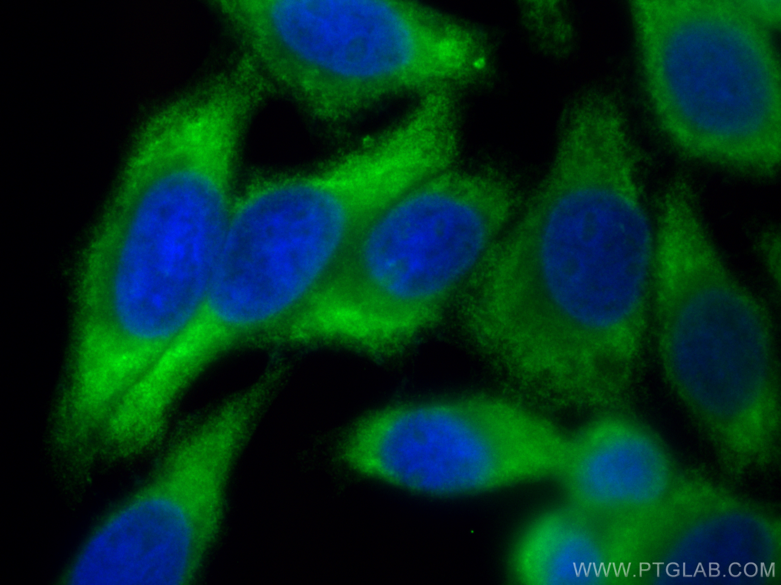 Immunofluorescence (IF) / fluorescent staining of HepG2 cells using CoraLite® Plus 488-conjugated NLRP3 Polyclonal ant (CL488-19771)