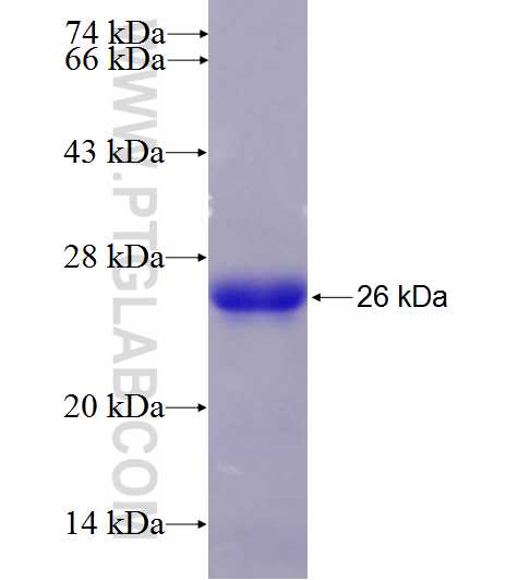 NLRP7 fusion protein Ag27453 SDS-PAGE