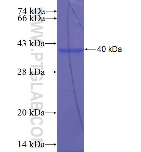 NLRP9 fusion protein Ag22564 SDS-PAGE