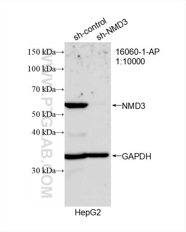 Western Blot (WB) analysis of HepG2 cells using NMD3 Polyclonal antibody (16060-1-AP)