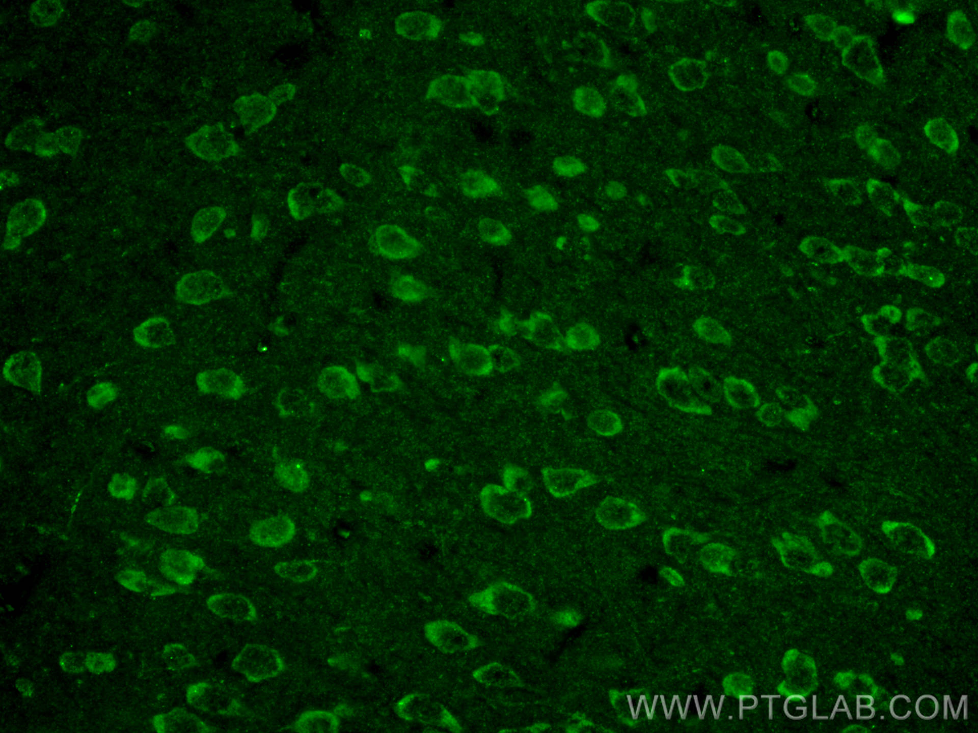 Immunofluorescence (IF) / fluorescent staining of mouse brain tissue using CoraLite® Plus 488-conjugated NMDAR1/GRIN1 Monoclo (CL488-67717)