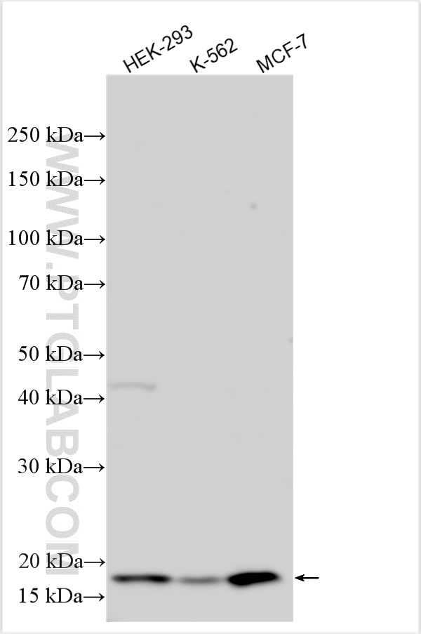 Western Blot (WB) analysis of various lysates using NME3 Polyclonal antibody (15136-1-AP)