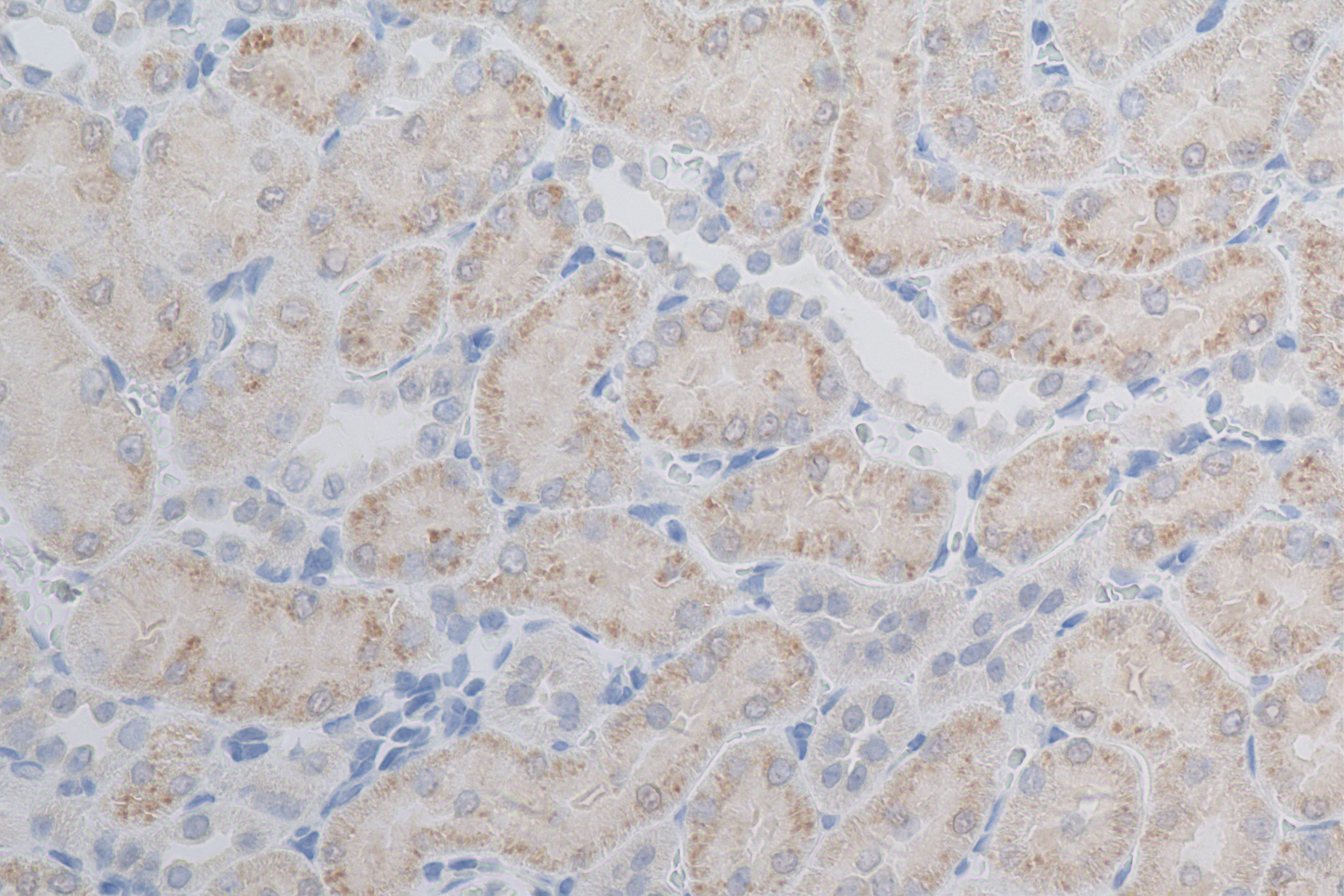 Immunohistochemistry (IHC) staining of rat kidney tissue using NME3 Recombinant antibody (84278-5-RR)