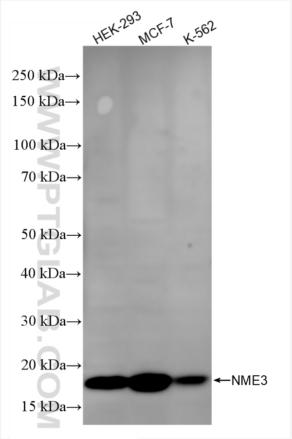 Western Blot (WB) analysis of various lysates using NME3 Recombinant antibody (84278-5-RR)