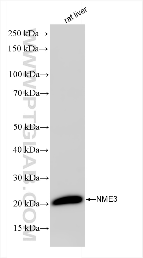 Western Blot (WB) analysis of rat liver tissue using NME3 Recombinant antibody (84278-5-RR)