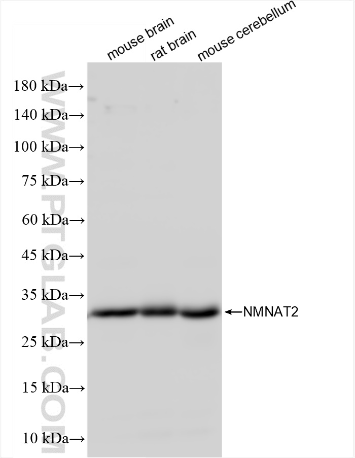 Western Blot (WB) analysis of various lysates using NMNAT2 Recombinant antibody (84307-5-RR)