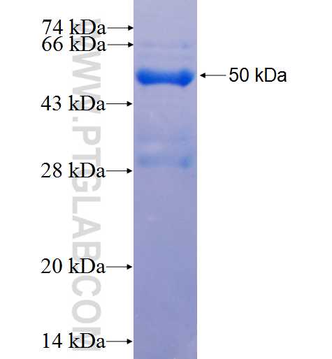 NMNAT2 fusion protein Ag26909 SDS-PAGE