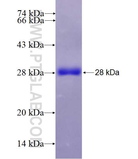 NMNAT2 fusion protein Ag26923 SDS-PAGE